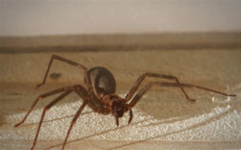 How To Get Rid Of Brown Recluse Spiders Pest Control Usa