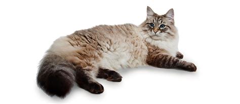 What Are The Best Hypoallergenic Cat Breeds For People With Allergies Cat Breeds Siberian