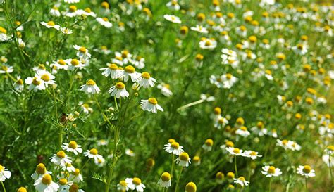 German Chamomile Vs Roman Chamomile Whats The Difference Hobby Farms