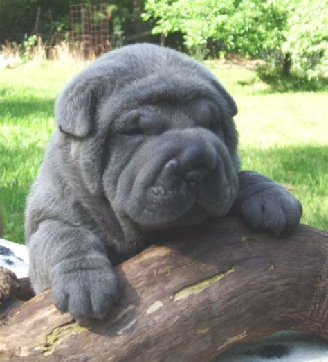 More images for chinese shar pei puppy grey » Shar Pei Puppy Grey - Wayang Pets