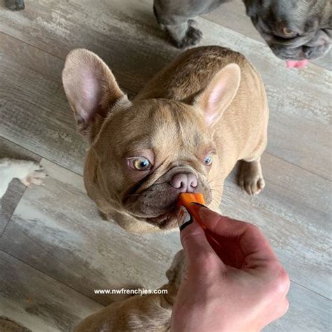 Animalssale found 1270 french bulldog puppies for sale in usa, which meet your criteria. NW Frenchies Adele enjoying some papaya | French bulldog ...