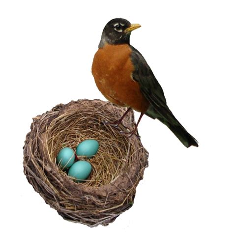 American Robin Png Transparent Picture Png Mart