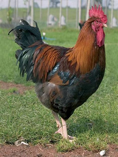 Heritage Chicken Breeds Hgtv Laying Chickens Breeds Best Egg Laying