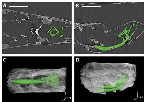 Virtual Sections And Volume Rendering With Micro Ct Reconstruction Of