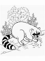 Coloring Raccoon Recommended Animal sketch template