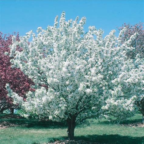 You can use the filters to further narrow your search. 3.64-Gallon White Crabapple Donald Wyman Flowering Tree in ...