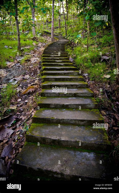 Forest Steps Stairway Stairs Hi Res Stock Photography And Images Alamy
