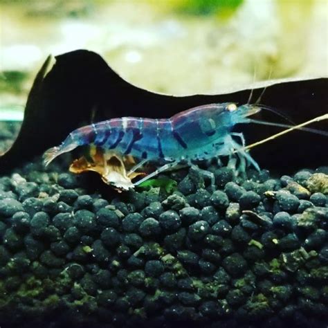 Tiger Shrimp Complete Guide To Care Breeding Tank Size And Disease