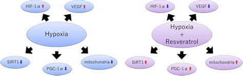 Hypoxia Role Of Sirt1 And The Protective Effect Of Resveratrol In