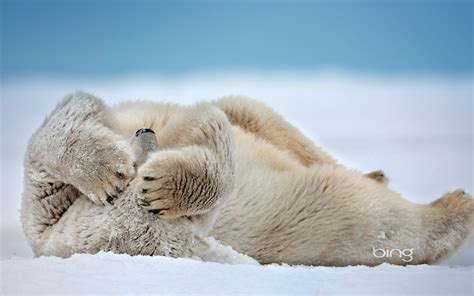 Nature Snow Animals Depth Of Field Polar Bears