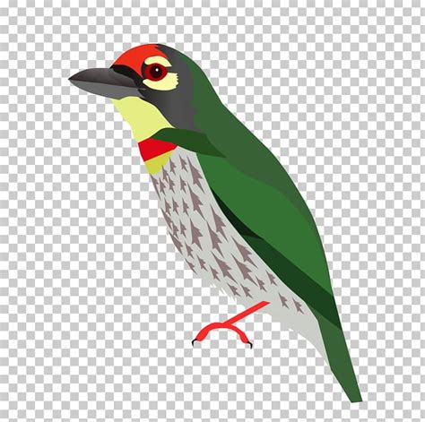 Beak Piciformes Animal Png Clipart Animal Barbet Beak Bird