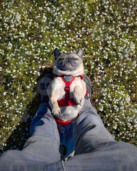 Be careful though because if you have too many in your tray or it's not as sunny as. Mack the Adventure Pug looking blissed out as he cradles ...
