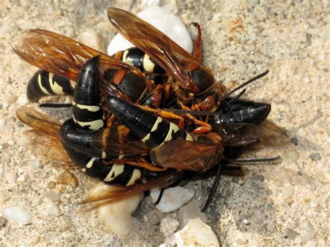 Cicada Killer Wasp Map