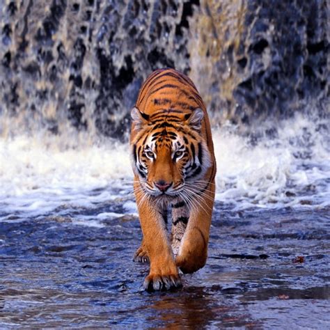 10 Top White Bengal Tigers Wallpaper Full Hd 1080p For Pc Desktop 2020