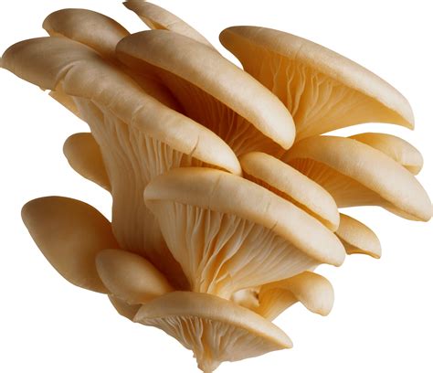 Download White Mushrooms Png Image Hq Png Image Freepngimg
