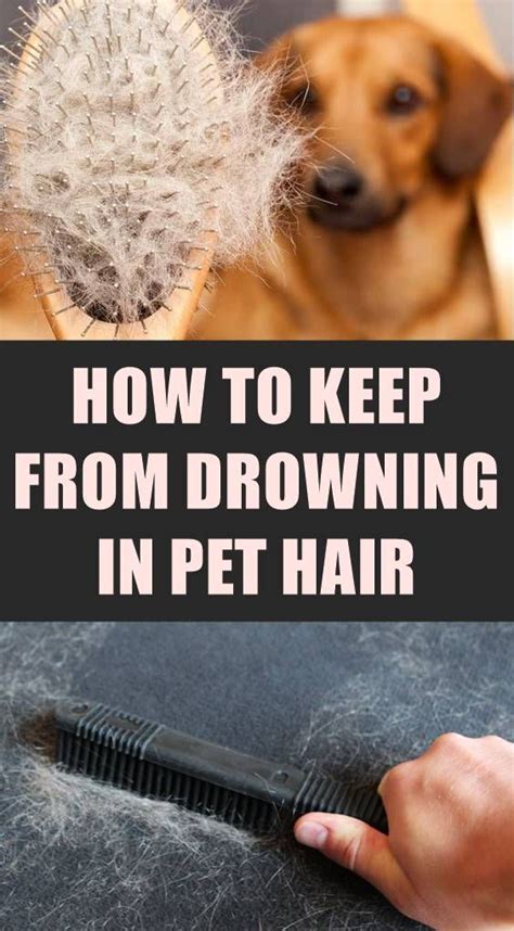 Are you having problem to remove pet hair from clothing? Do you find yourself having to pick off dog hair from your ...