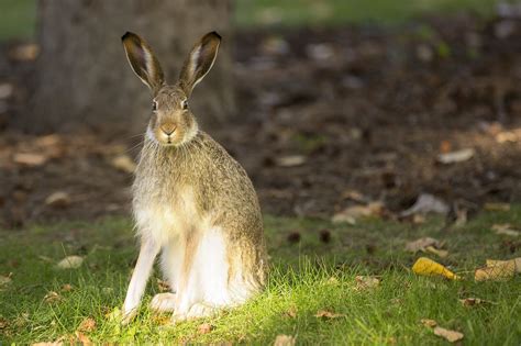 Jack Rabbit - Alberta Nature | Jardene Photography