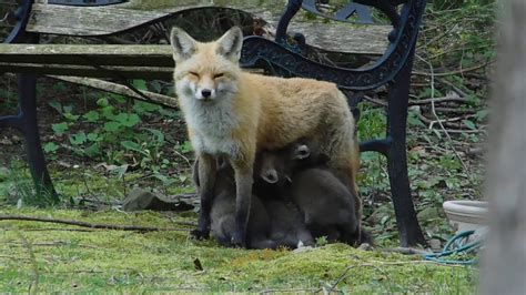 Momma Fox Nursing Five Pups In The Back Yard Youtube