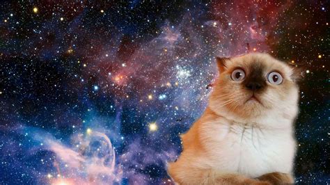 Cats In Space Wallpapers Bigbeamng
