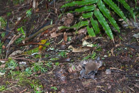 Welcome to our local berkshire pest control directory. Bats: Unexpected Victims of Rodenticides - by Joe Eaton ...