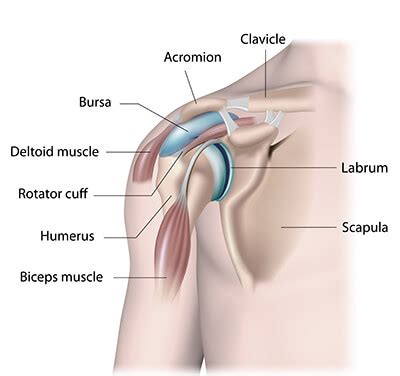 Webmd's shoulder anatomy page provides an image of the parts of the shoulder and describes its the rotator cuff is a collection of muscles and tendons that surround the shoulder, giving it. Labral Tear of the Shoulder | Towson Orthopaedic Associates