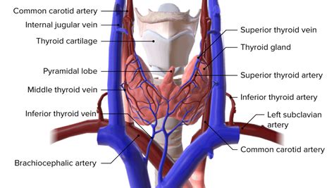 Thyroid Gland Anatomy Concise Medical Knowledge