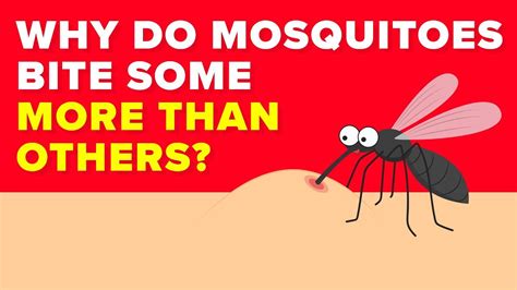 Video Why Do Mosquitoes Bite Some People More