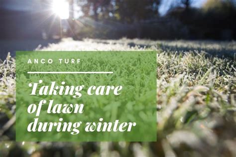Taking Care Of Lawn During Winter Anco Instant Turf