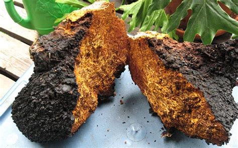You should know that chaga can be found in two main. How to Make Chaga Tea & Tinctures - Chaga Insight