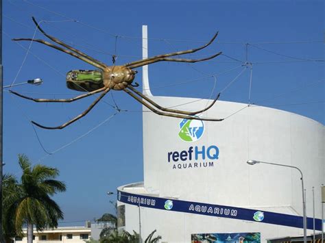 Qld Townsville Giant Silver Orb Spider Outside The Museum Of Tropical