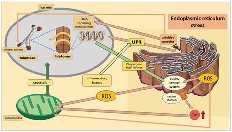 Subcellular Structures