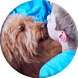 Der australian cobberdog ist eine ausgeglichene, aktive und intelligente hunderasse. Allergie gegen Cobberdog | DOGKING