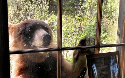 A luxury vacation rental cabin in ruidoso, new mexico. Who's been eating my porridge? Bear gets revenge on ...