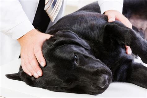 It was recognized that brain tumors were a. Signs the Brain Tumor in Your Dog is Progressing » Scary ...