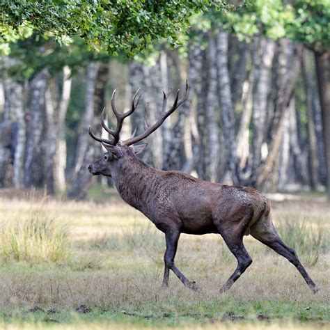 Thierry Ladreyt  Photographe  Brame du Cerf en forêt de Rambouillet