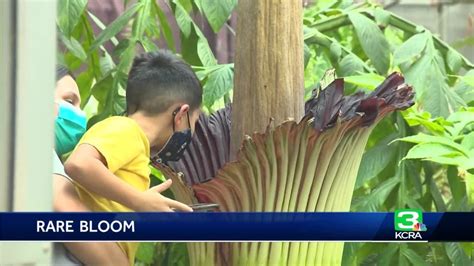 He played college football at the university of tennessee and was drafted in the second round of the 1969 nfl draft. Rare corpse flower blooms for 24 hours in Roseville - YouTube