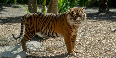 Bengal Tiger Vs Sumatran Tiger