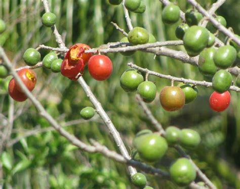 We did not find results for: Spanish-Plum, or Hog Plum, SPONDIAS PURPUREA