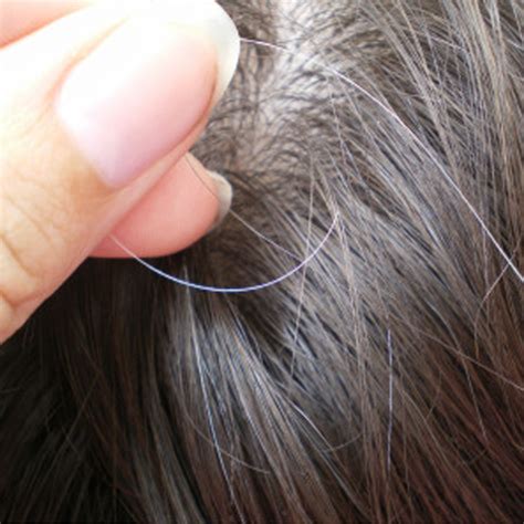 Myth Or Factplucking Out One Gray Hair Causes Two Or Three More To
