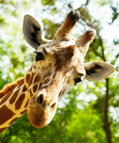 Close Up Of Giraffe Head Royalty Free Stock Image Image 31483856