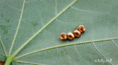 Cecropia Moth And Caterpillars Betty Hall Photography