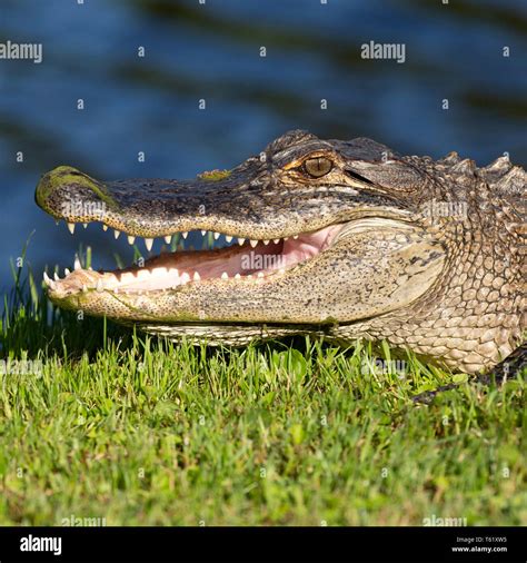Alligator Mississippiensis Hi Res Stock Photography And Images Alamy