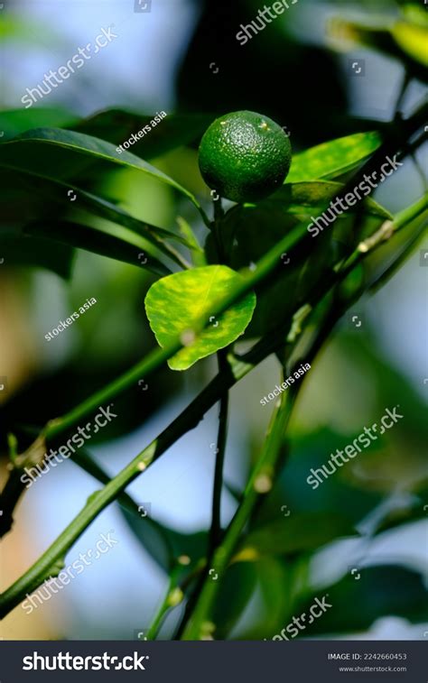 188 Calamansi Flower Images Stock Photos And Vectors Shutterstock
