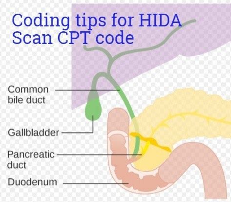 It usually takes between 30 and 60 minutes. HIDA Scan CPT code 78226 & 78227 Coding Guidelines