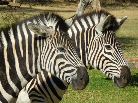 Free Images Wildlife Zoo Africa Fauna Zebra Safari Black And