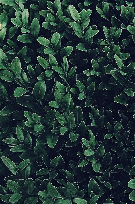 Green Leafy Plants · Free Stock Photo