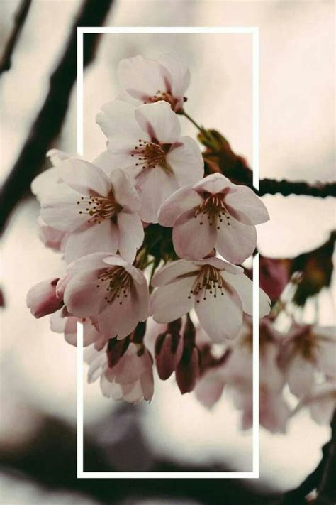 Tons of awesome aesthetic for iphone wallpapers to download for free. Beauty out of frame... | Wallpaper pink cute, Flower ...