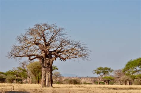 Baobab Iconic Tree Of Africa Blog Summit Expeditions And Nomadic