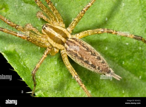 Grass Spider Agelenopsis Pennsylvanica On Leaf Stock Photo Alamy