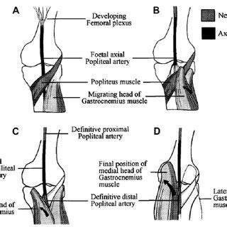 Learn more about the leg and knee anatomy by taking our special quiz, customized to focus on bones, muscles. Axial MRI images of the popliteal region of the knee. The medial head... | Download Scientific ...